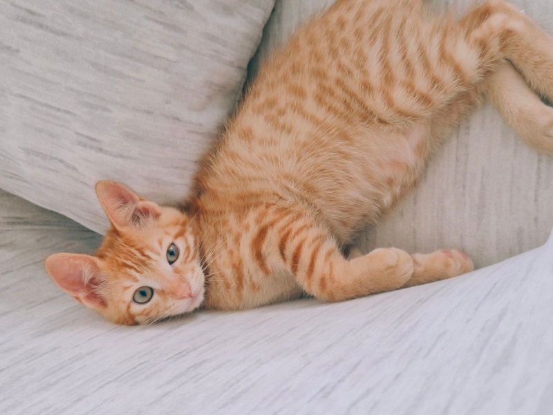 Sarman, Kedi  Pırtık fotoğrafı