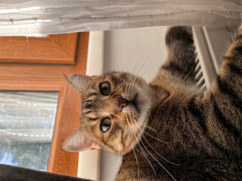 Tekir Kedi, Kedi  Müko fotoğrafı