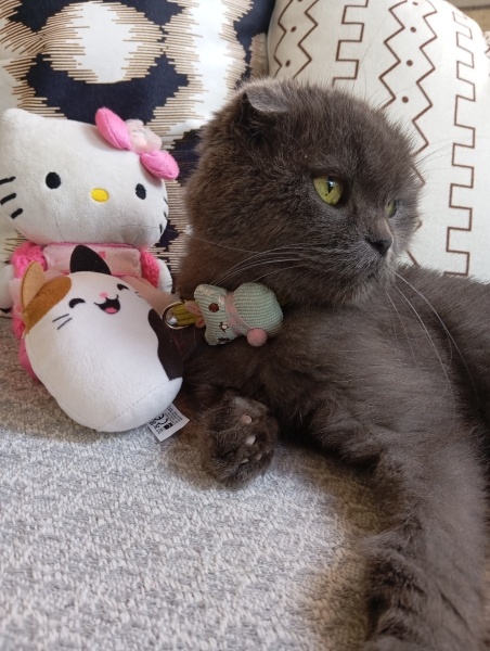 Scottish Fold, Kedi  pofi fotoğrafı