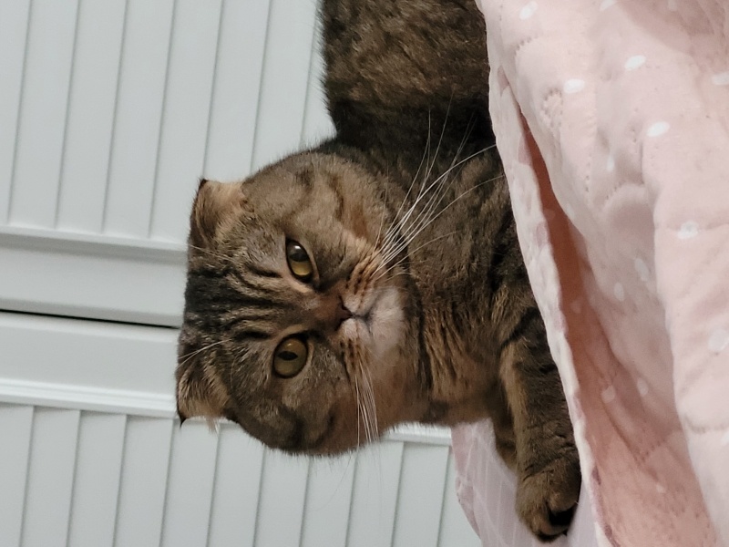 Scottish Fold, Kedi  Minnoş fotoğrafı