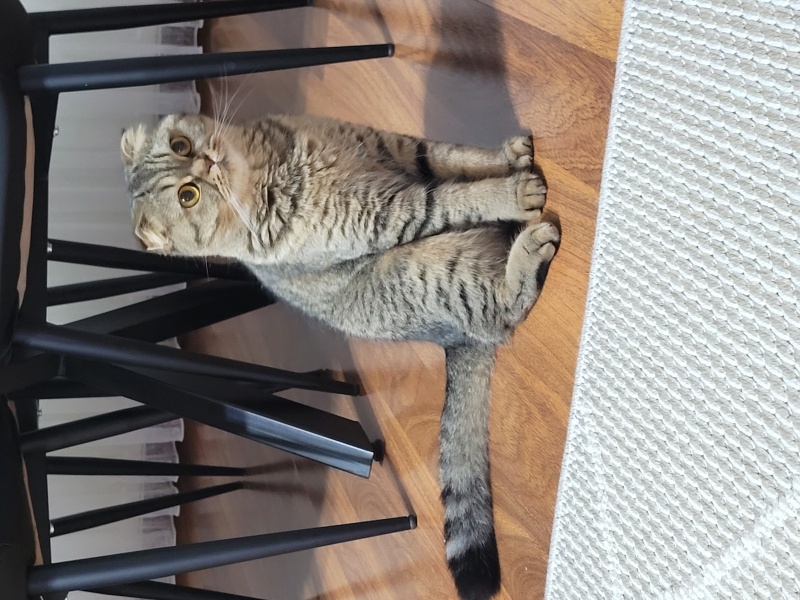 Scottish Fold, Kedi  Minnoş fotoğrafı