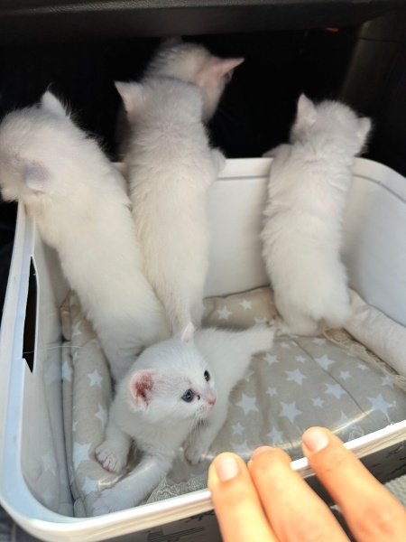 British Shorthair, Kedi  Jesi fotoğrafı