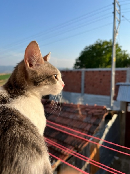 Tekir Kedi, Kedi  Helen fotoğrafı