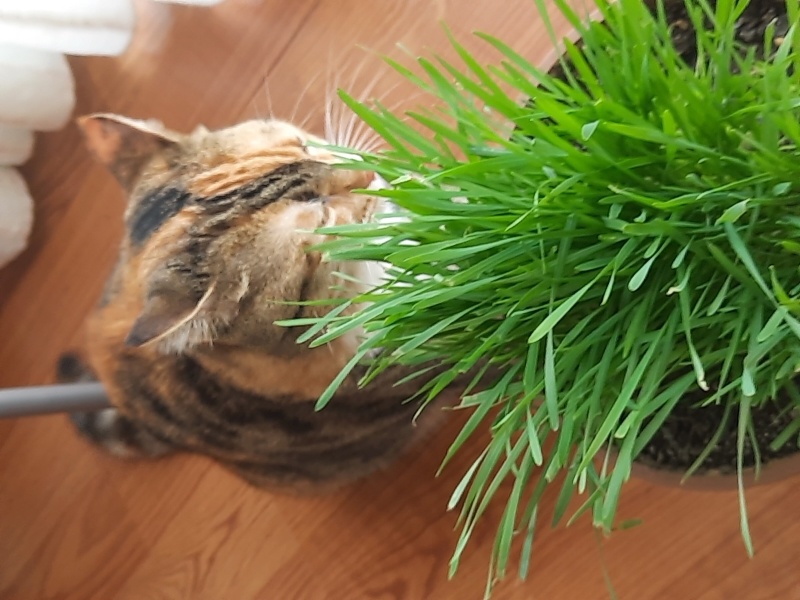 Tekir Kedi, Kedi  Uslu fotoğrafı