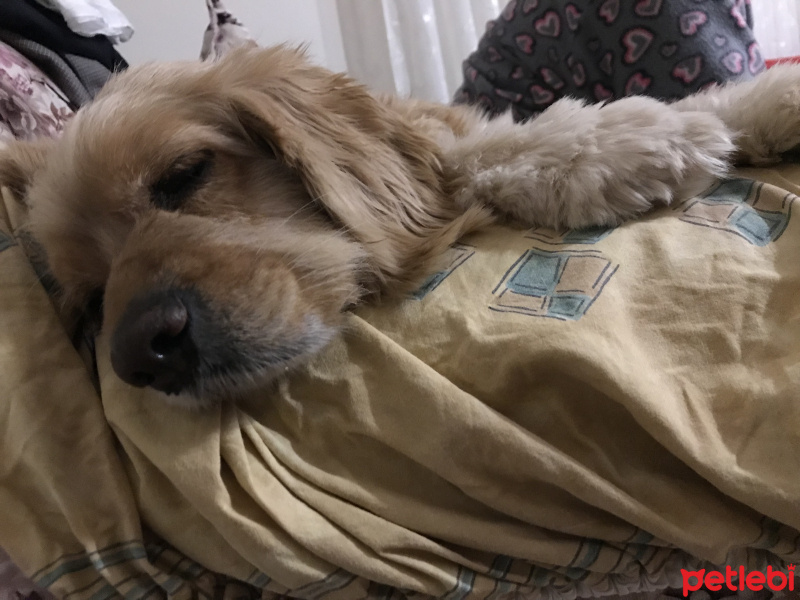 Amerikan Cocker Spaniel, Köpek  Ceviz fotoğrafı