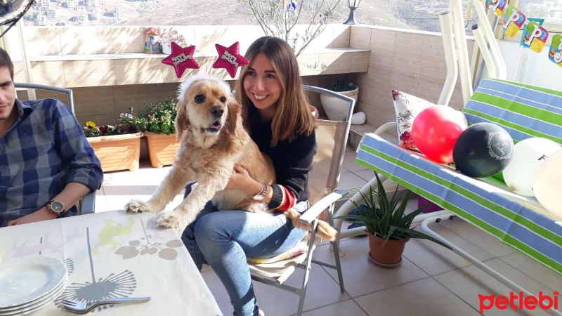 Amerikan Cocker Spaniel, Köpek  Ceviz fotoğrafı