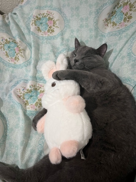 Mavi Rus, Kedi  Aslan fotoğrafı