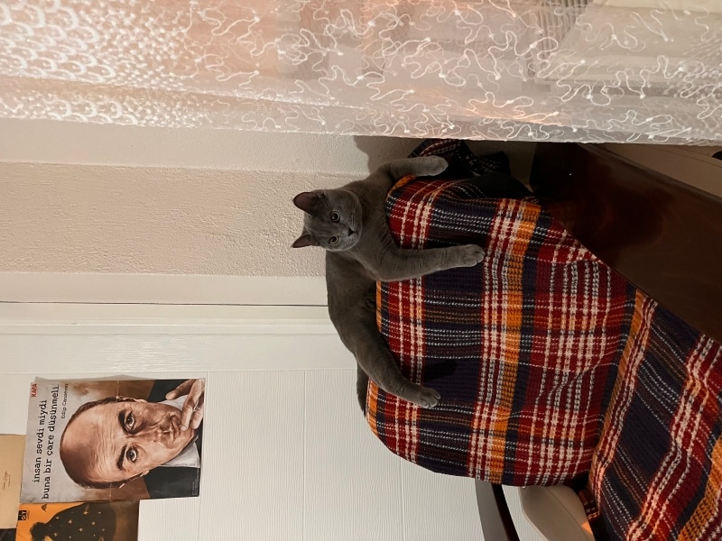 Mavi Rus, Kedi  Aslan fotoğrafı