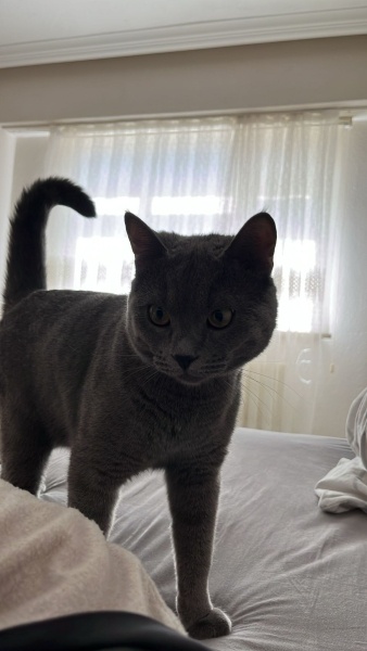 Mavi Rus, Kedi  Aslan fotoğrafı