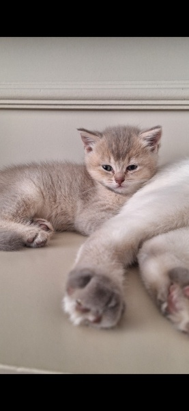 Scottish Fold, Kedi  Yavru fotoğrafı