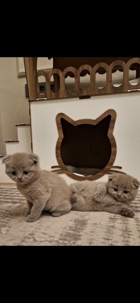 Scottish Fold, Kedi  Yavru fotoğrafı