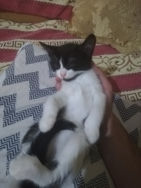 Tekir Kedi, Kedi  Neşe fotoğrafı