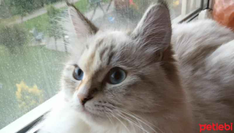 Sibirya Kedisi, Kedi  bogemya fotoğrafı
