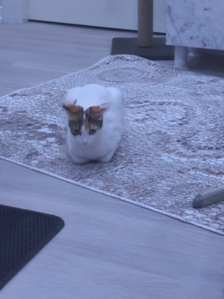 Tekir Kedi, Kedi  Luppo fotoğrafı
