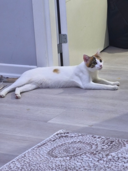 Tekir Kedi, Kedi  Beyaz fotoğrafı