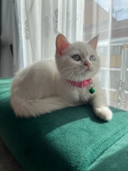 British Shorthair, Kedi  Mia fotoğrafı
