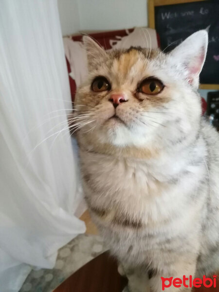 British Shorthair, Kedi  Ponçik fotoğrafı