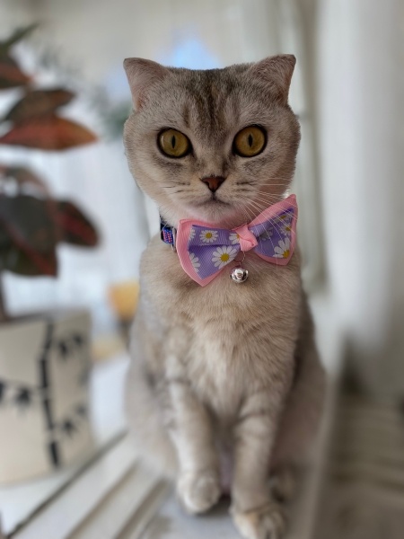 Scottish Fold, Kedi  Muffin fotoğrafı