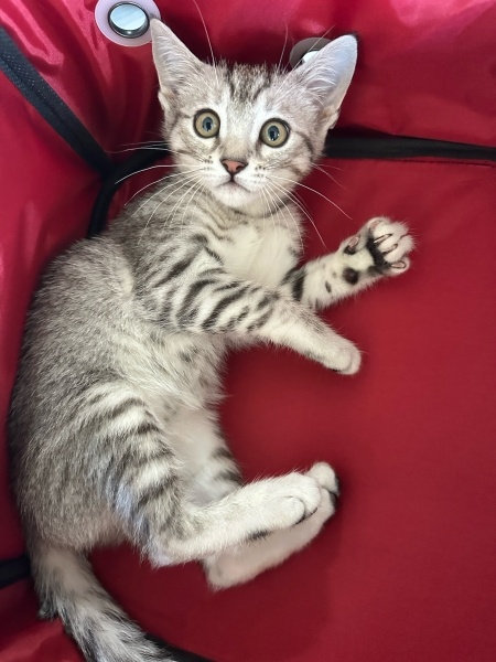 Tekir Kedi, Kedi  Suzi fotoğrafı