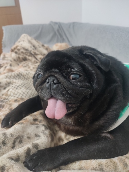 Pug, Köpek  Maya fotoğrafı