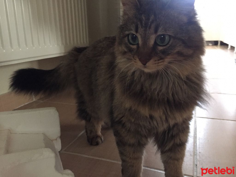 Tekir Kedi, Kedi  Yumak kızımızı sahipendirmek istiyoruz. fotoğrafı