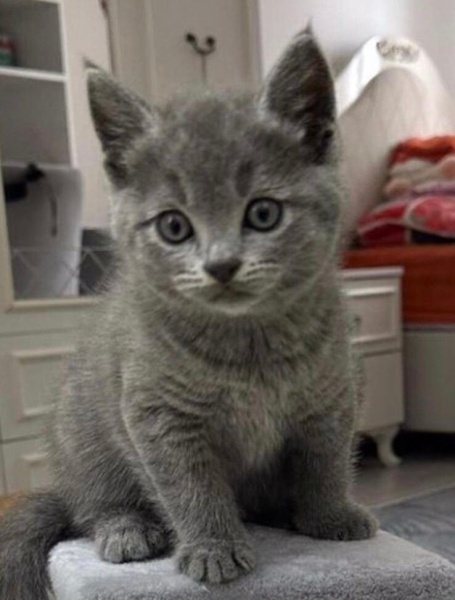 British Shorthair, Kedi  Duman fotoğrafı