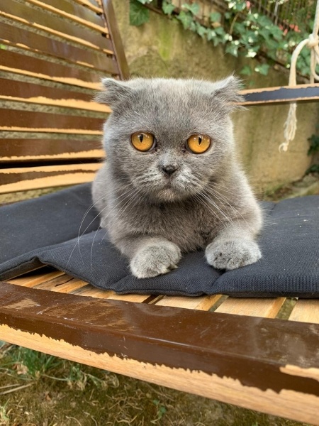 Scottish Fold, Kedi  ACİL YUVA ARIYORUZ ACİLL!!!! fotoğrafı