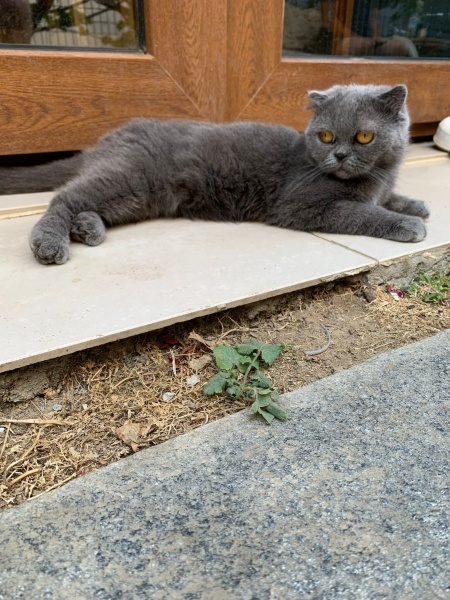 Scottish Fold, Kedi  ACİL YUVA ARIYORUZ ACİLL!!!! fotoğrafı