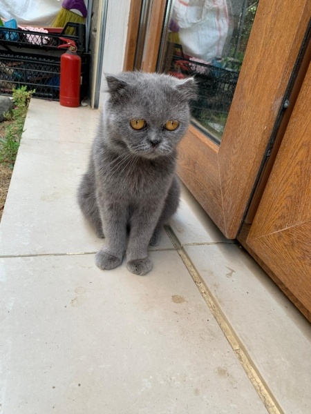 Scottish Fold, Kedi  ACİL YUVA ARIYORUZ ACİLL!!!! fotoğrafı