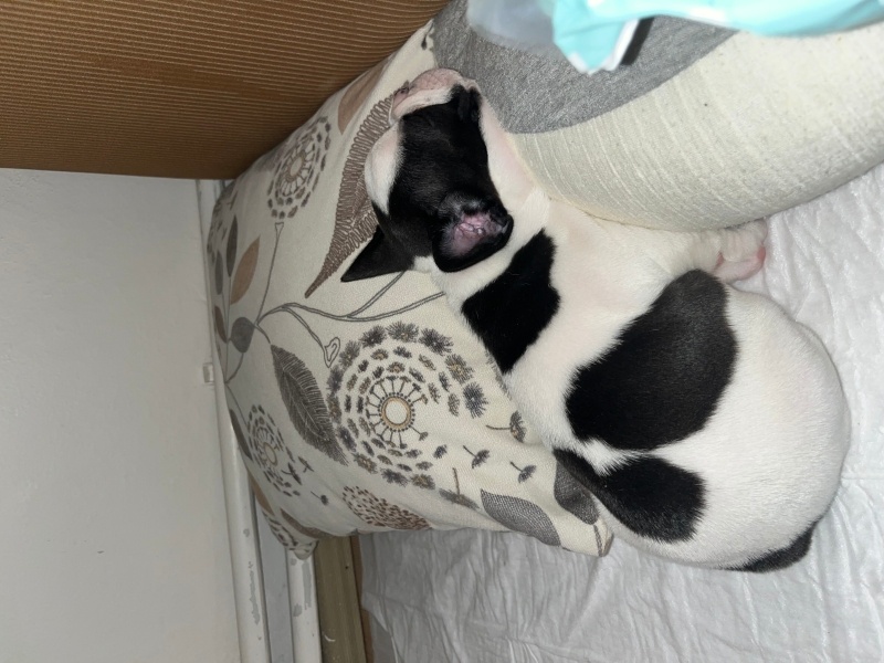 Fransız Bulldog, Köpek  Mars fotoğrafı