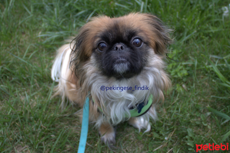 Pekingese, Köpek  Fındık fotoğrafı