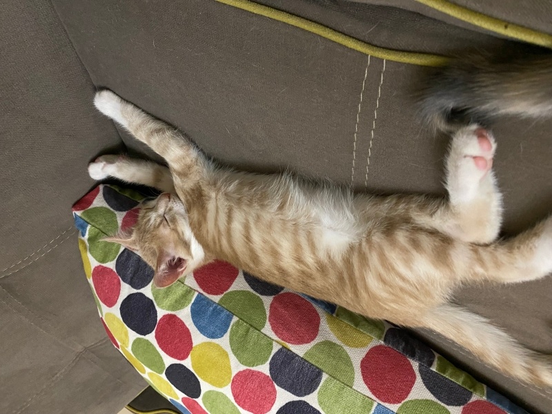 Sarman, Kedi  Simba fotoğrafı