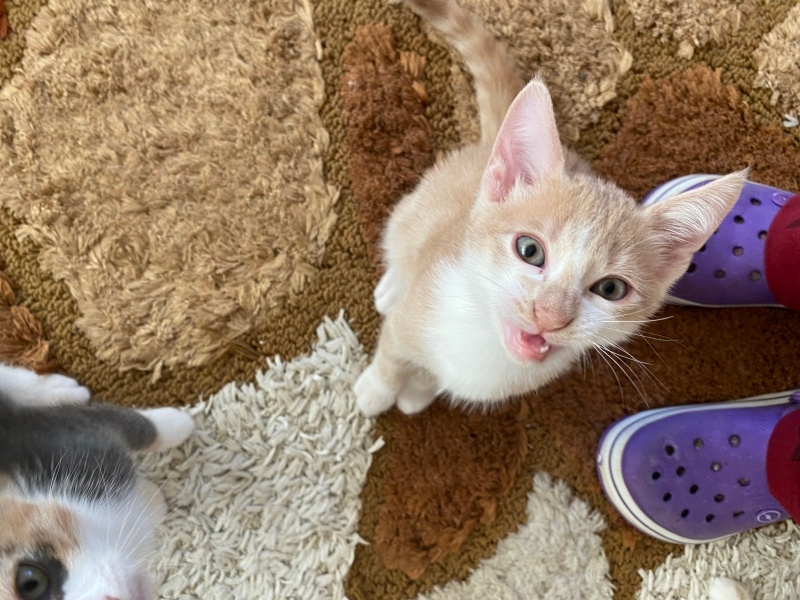 Sarman, Kedi  Simba fotoğrafı