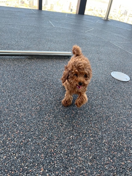 Poodle (Minyatür Kaniş), Köpek  Lidya fotoğrafı