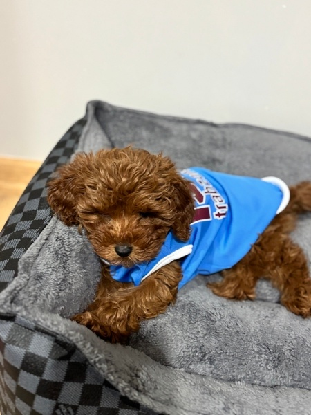 Poodle (Minyatür Kaniş), Köpek  Lidya fotoğrafı