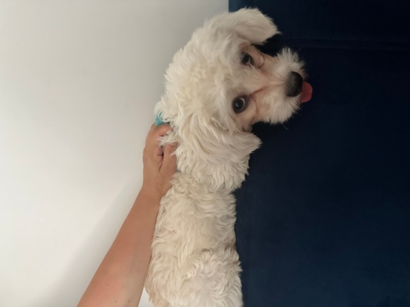 Maltese, Köpek  Leo fotoğrafı