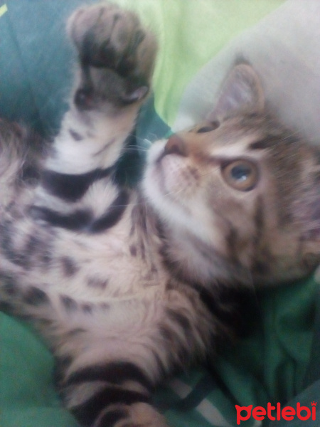 American Shorthair, Kedi  Gece fotoğrafı