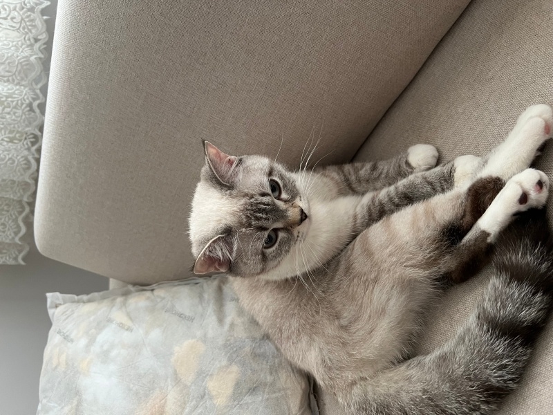 British Shorthair, Kedi  Gofrer fotoğrafı