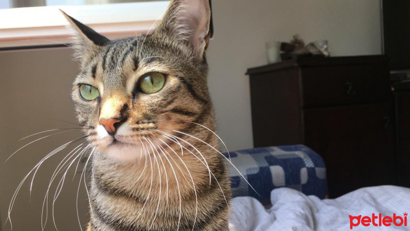 Tekir Kedi, Kedi  Aco fotoğrafı