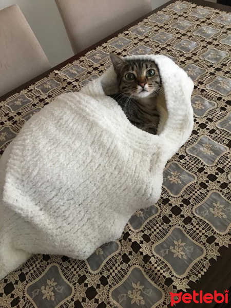 Tekir Kedi, Kedi  Aco fotoğrafı