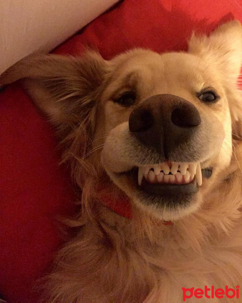 Golden Retriever, Köpek  Melo fotoğrafı
