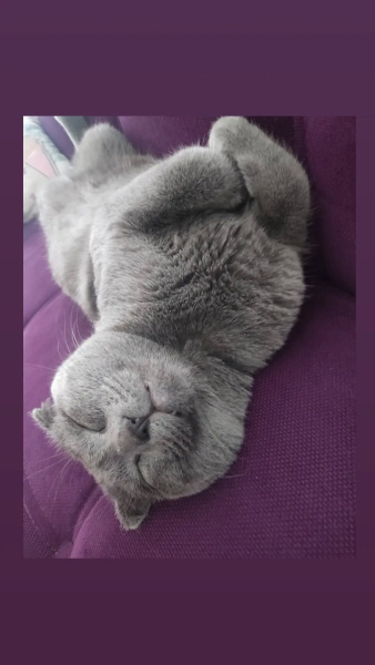 Scottish Fold, Kedi  Gofret fotoğrafı