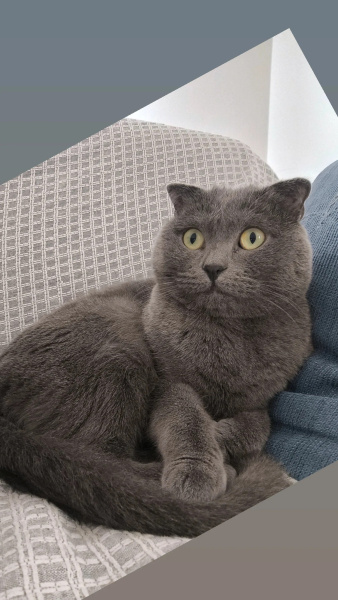 Scottish Fold, Kedi  Gofret fotoğrafı