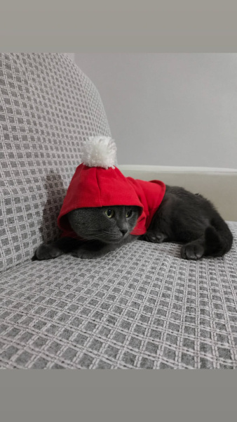 Scottish Fold, Kedi  Gofret fotoğrafı