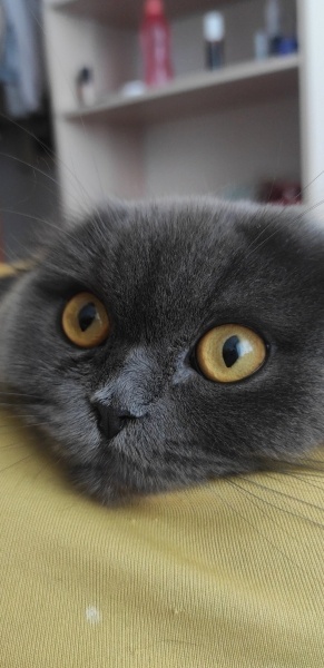 Scottish Fold, Kedi  Karam fotoğrafı