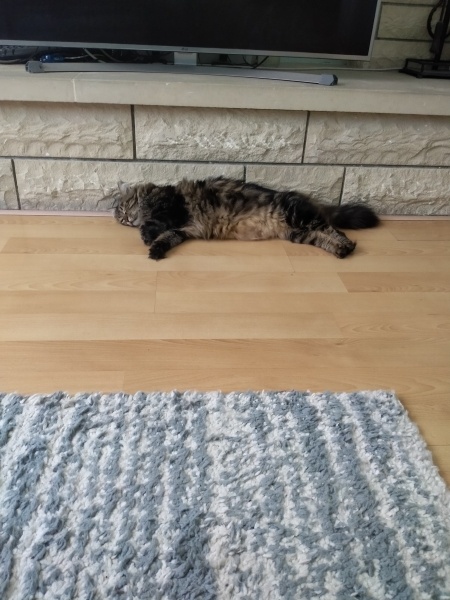 Norwegian Forest, Kedi  Suşi fotoğrafı
