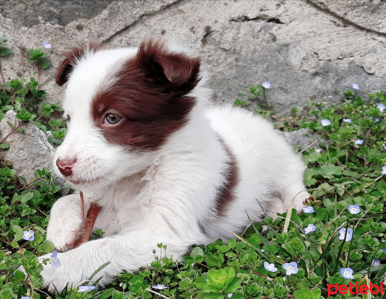 Border Collie, Köpek  Pasamm fotoğrafı