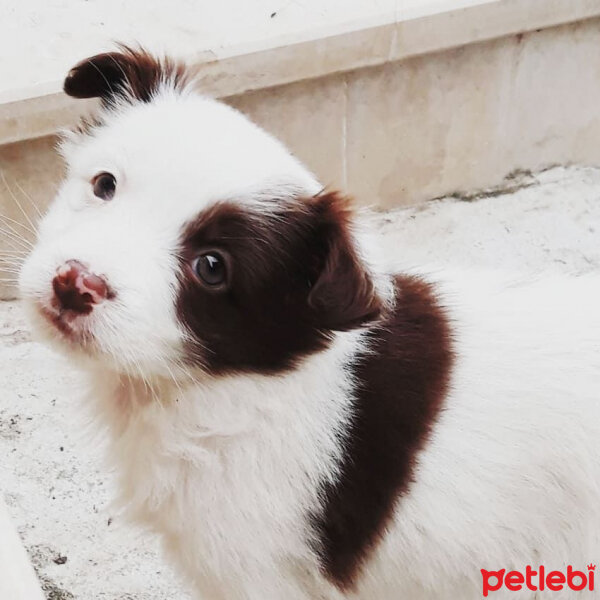 Border Collie, Köpek  Pasamm fotoğrafı