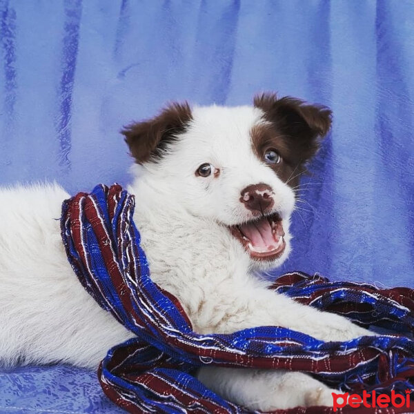 Border Collie, Köpek  Pasamm fotoğrafı