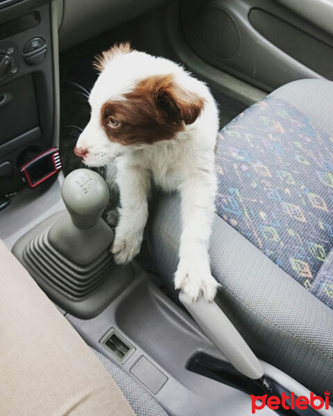 Border Collie, Köpek  Pasamm fotoğrafı